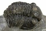 Detailed Gerastos Trilobite Fossil - Morocco #310568-3